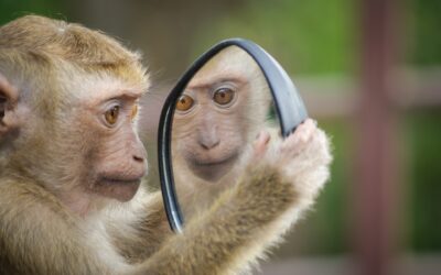 Een kijkje in de spiegel…wie ben ik?